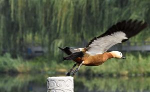 垂钓型——中期头部征兆 (https://www.cnq.net/) 股票基础教程 第1张