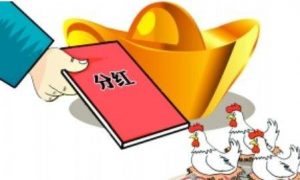 经常分红的基金好吗？ (https://www.cnq.net/) 股票基础教程 第1张